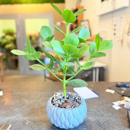 Second Hand Clusia – Robust Stueplante med Blanke Blade i Krukke