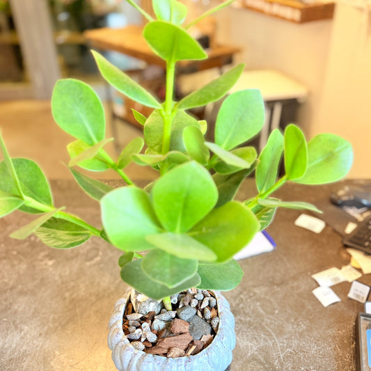 Second Hand Clusia – Robust Stueplante med Blanke Blade i Krukke