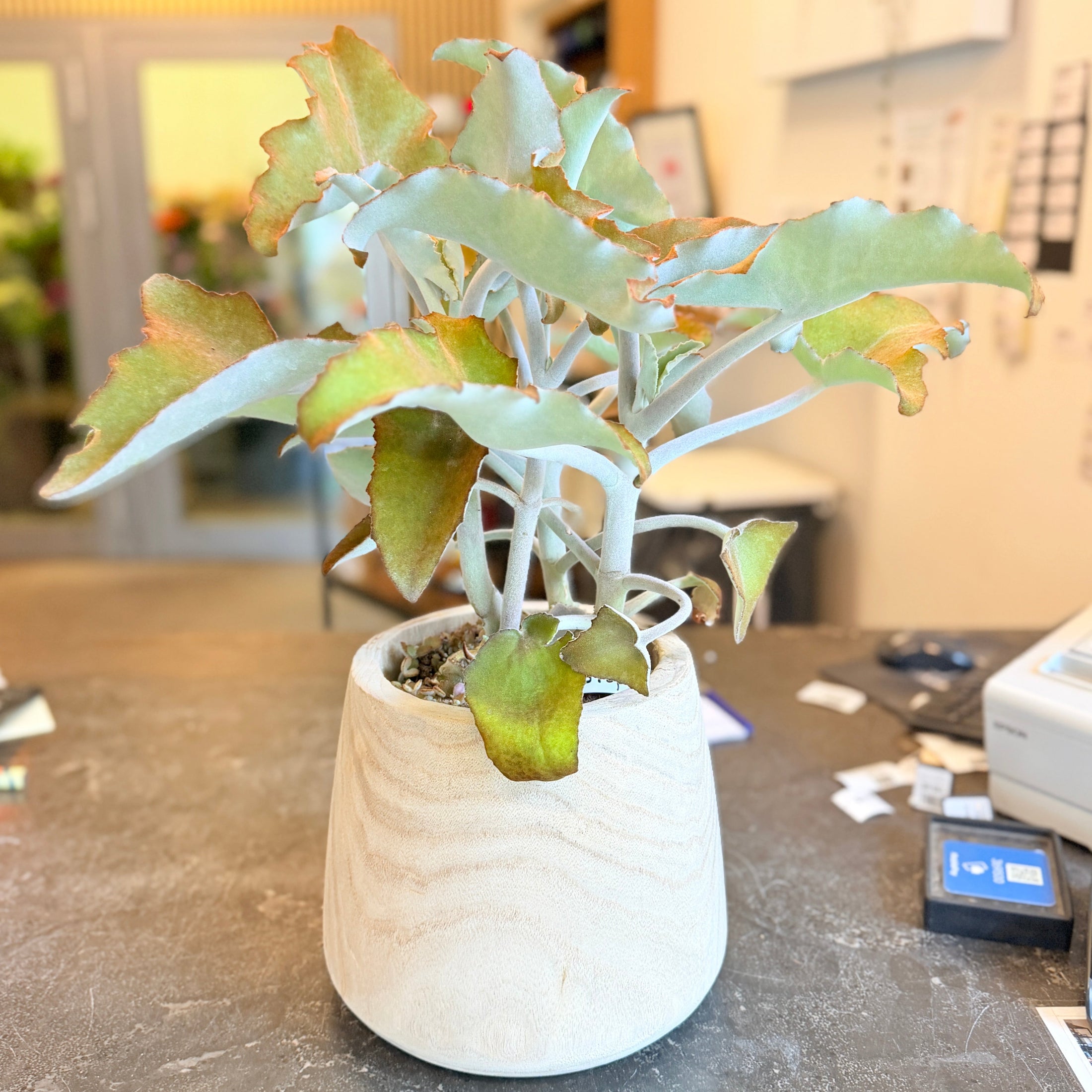 Second Hand Elefantøre – Kalanchoe beharensis i Trækrukke fra Århus