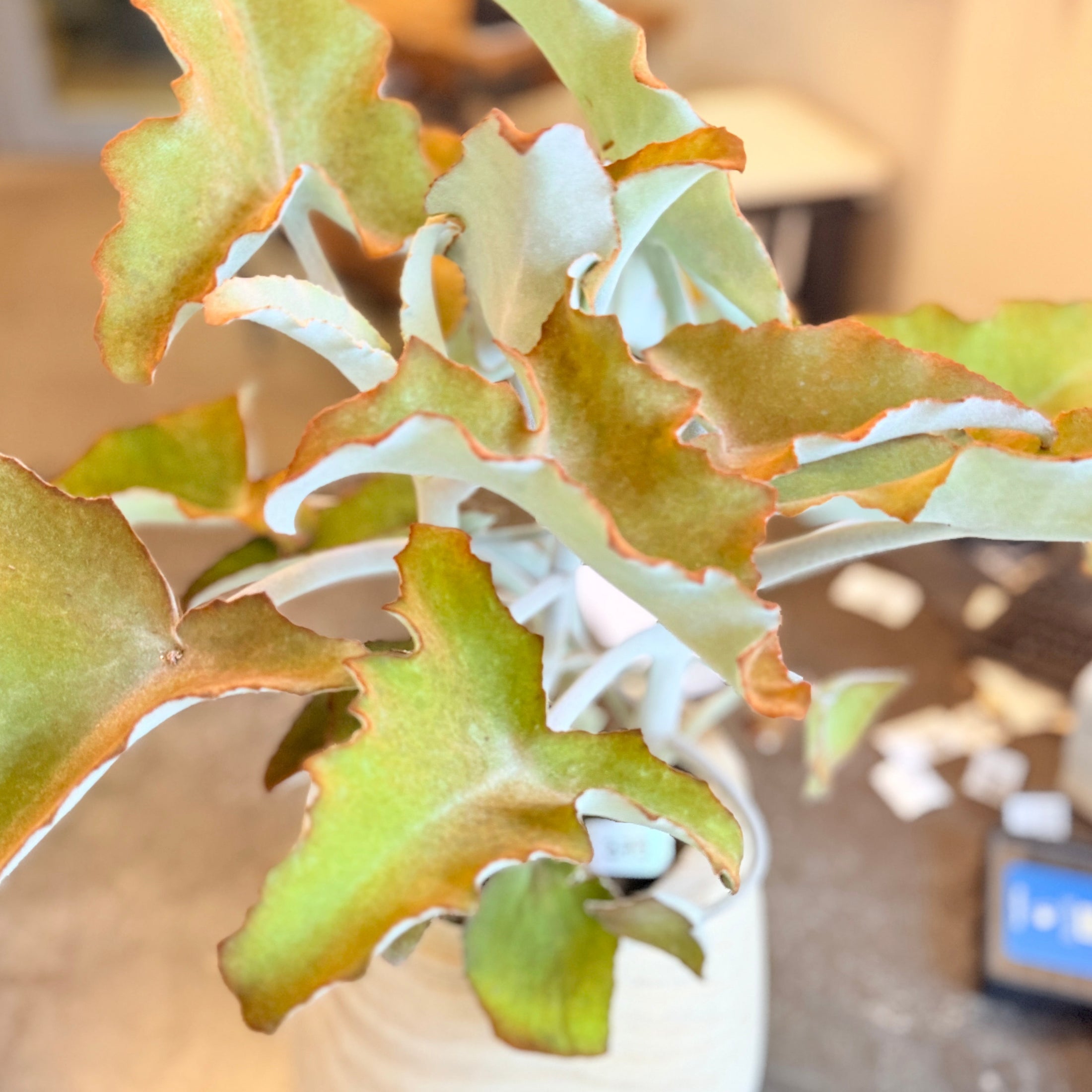 Second Hand Elefantøre – Kalanchoe beharensis i Trækrukke fra Århus