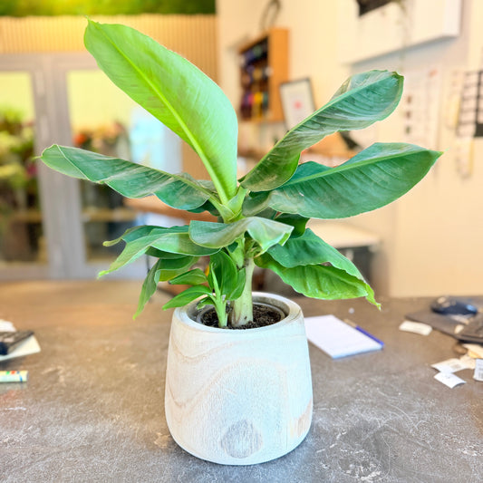 Second Hand Bananplante – Musa (Dwarf) i Trækrukke fra Århus
