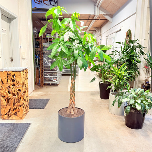 Pengepose-træ (Pachira aquatica) i mørkegrå krukke – 190 cm høj