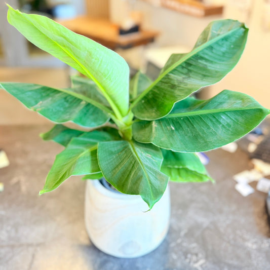 Second Hand Bananplante – Musa (Dwarf) i Trækrukke fra Århus