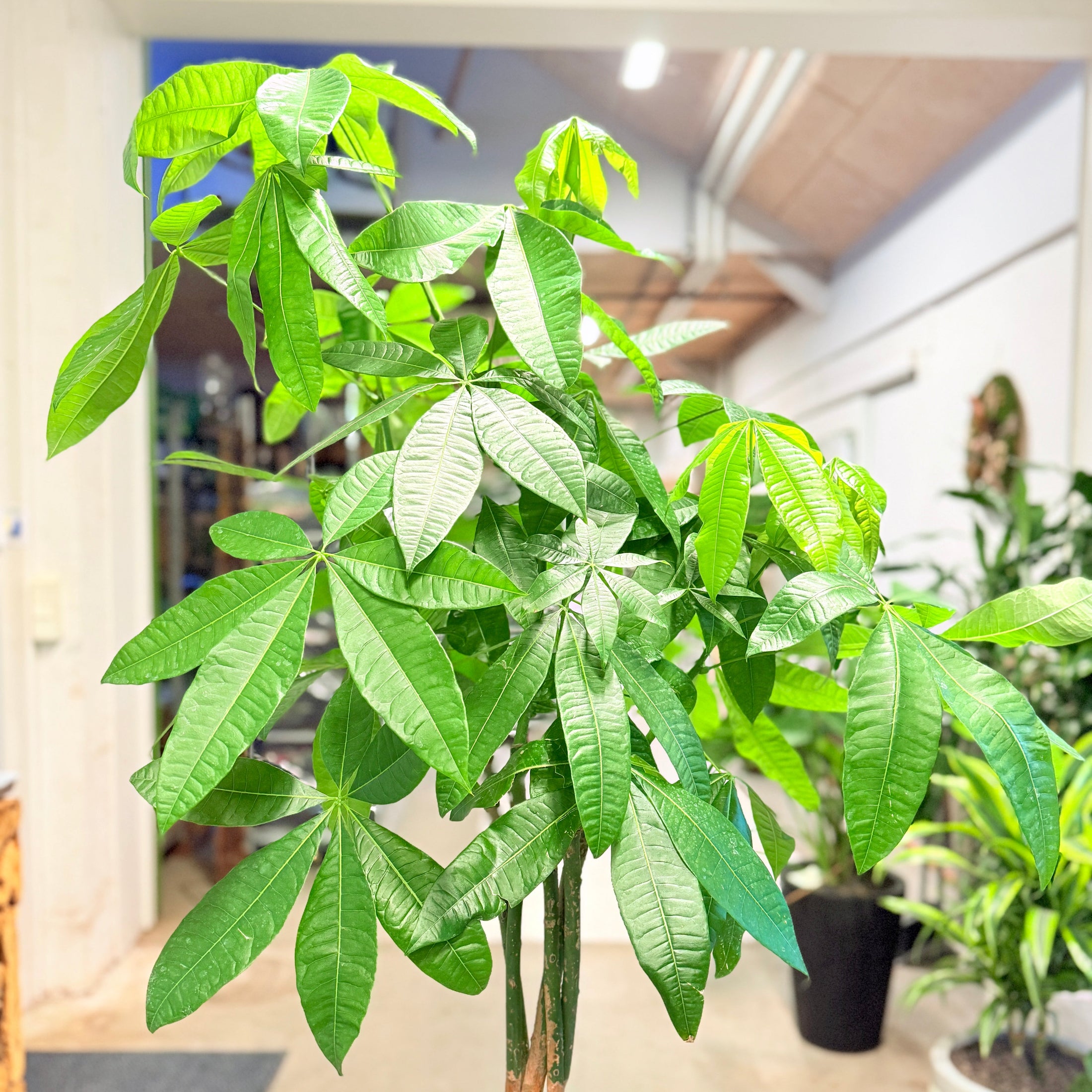 Pengepose-træ (Pachira aquatica) i mørkegrå krukke – 190 cm høj