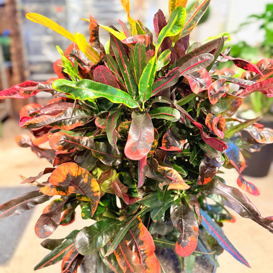 Croton (Codiaeum variegatum) i mørkegrå krukke – 110 cm høj