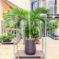 Indlæs billede i gallerivisning, Flaskepalme (Hyophorfe lagenicaulis) i sort rillet krukke – 230 cm høj
