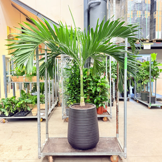 Flaskepalme (Hyophorfe lagenicaulis) i sort rillet krukke – 230 cm høj