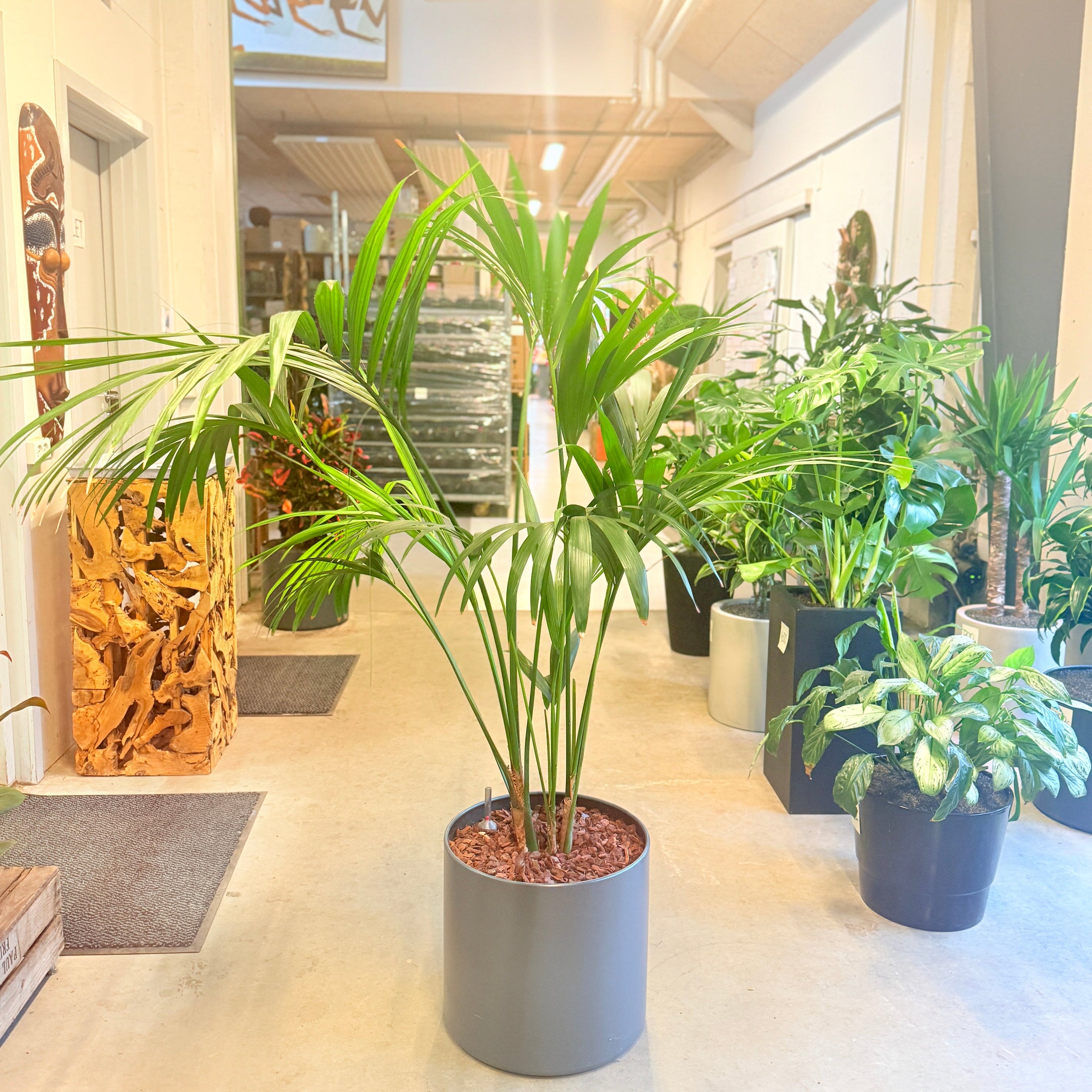 Kentia-palme (Howea forsteriana) i grå krukke – 160 cm høj