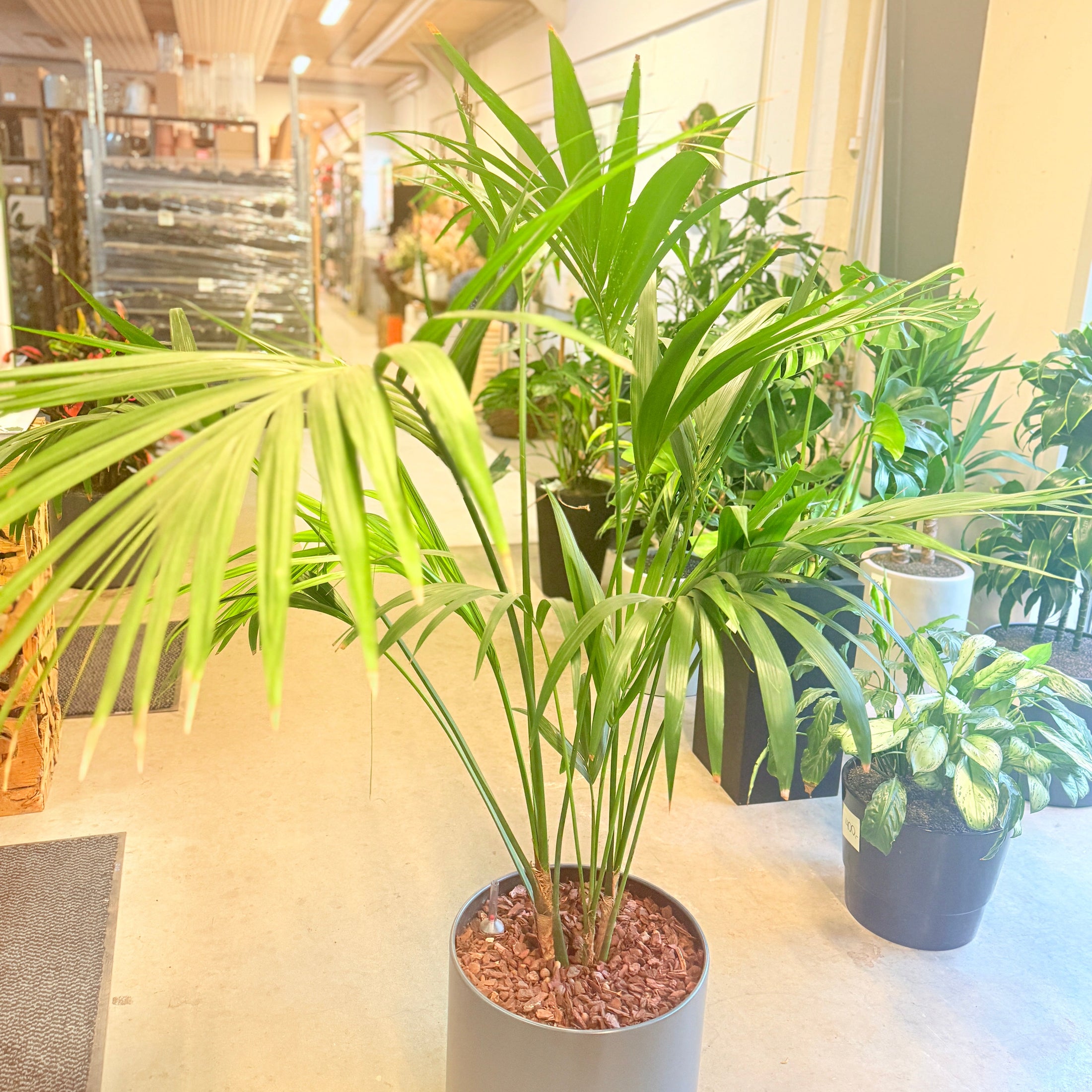 Kentia-palme (Howea forsteriana) i grå krukke – 160 cm høj