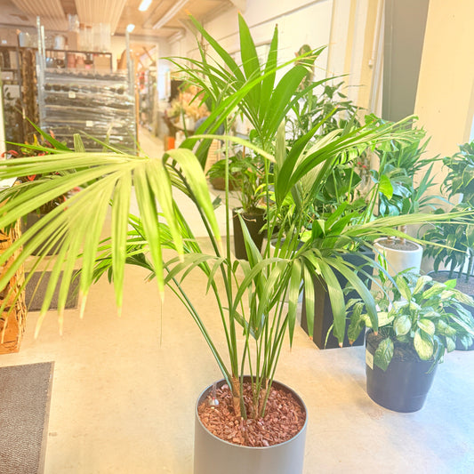 Kentia-palme (Howea forsteriana) i grå krukke – 160 cm høj