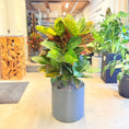 Indlæs billede i gallerivisning, Croton Petra (Codiaeum variegatum) i grå krukke – 110 cm høj
