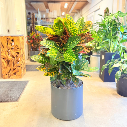 Croton Petra (Codiaeum variegatum) i grå krukke – 110 cm høj