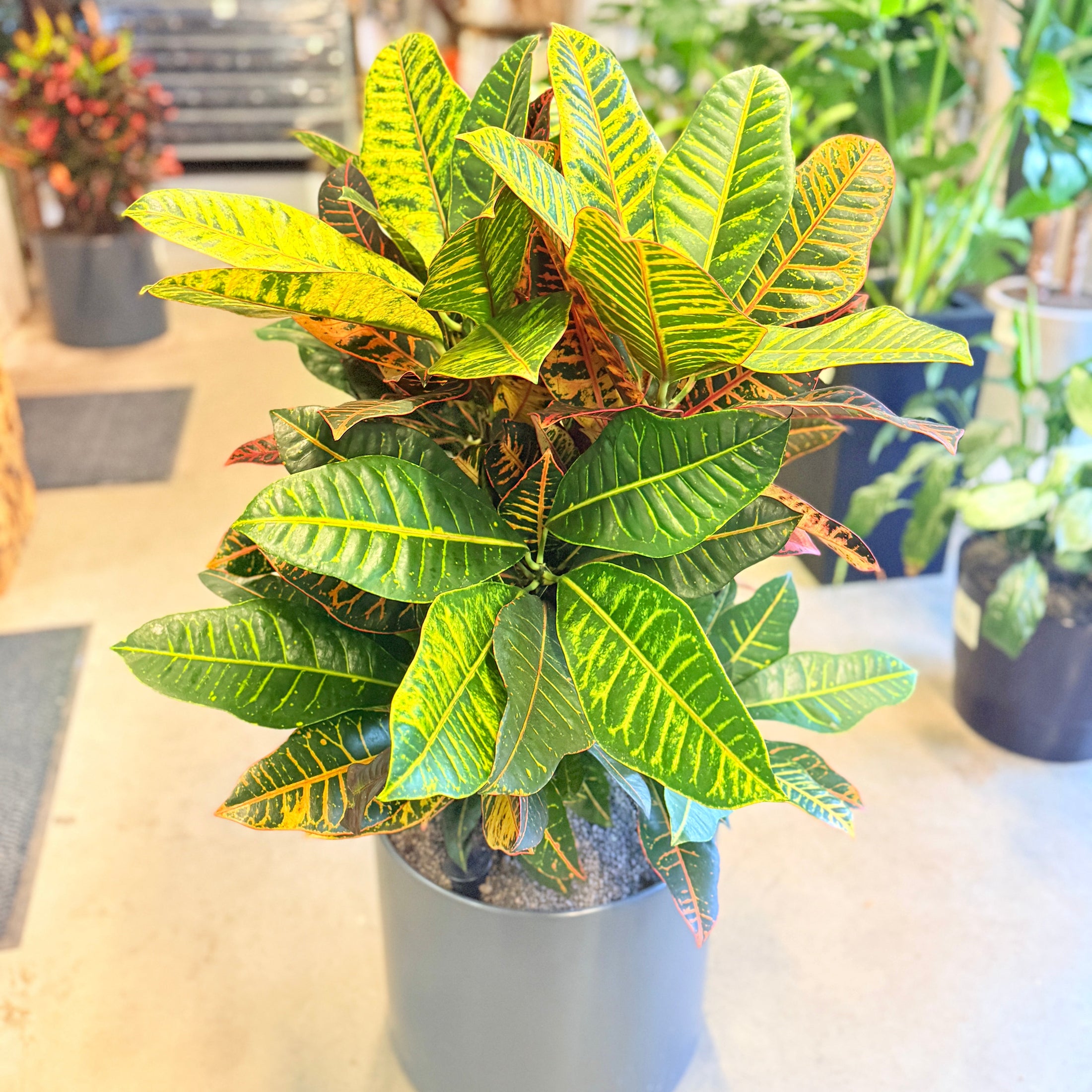Croton Petra (Codiaeum variegatum) i grå krukke – 110 cm høj