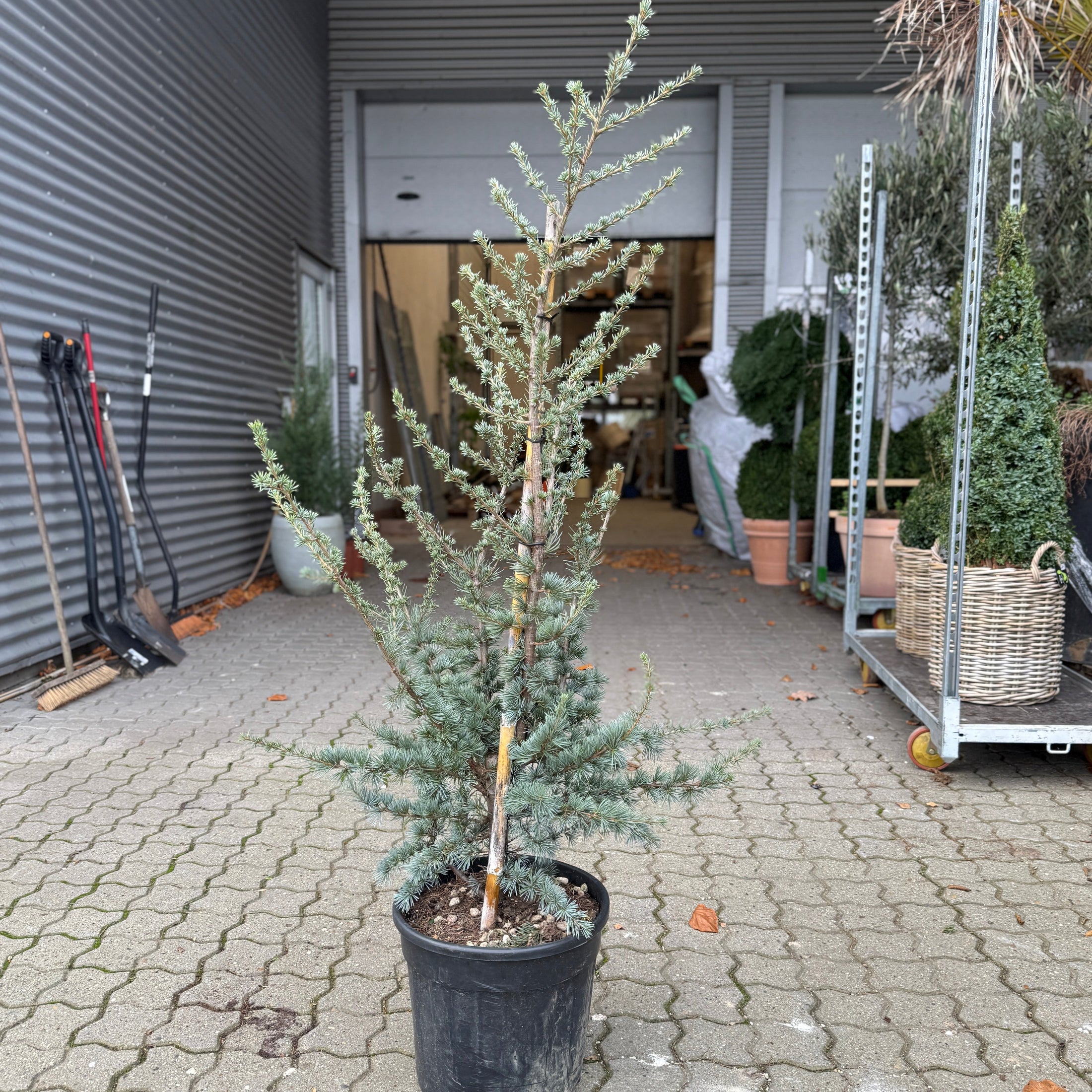 Blå ceder (Cedrus) – 150 cm i potte