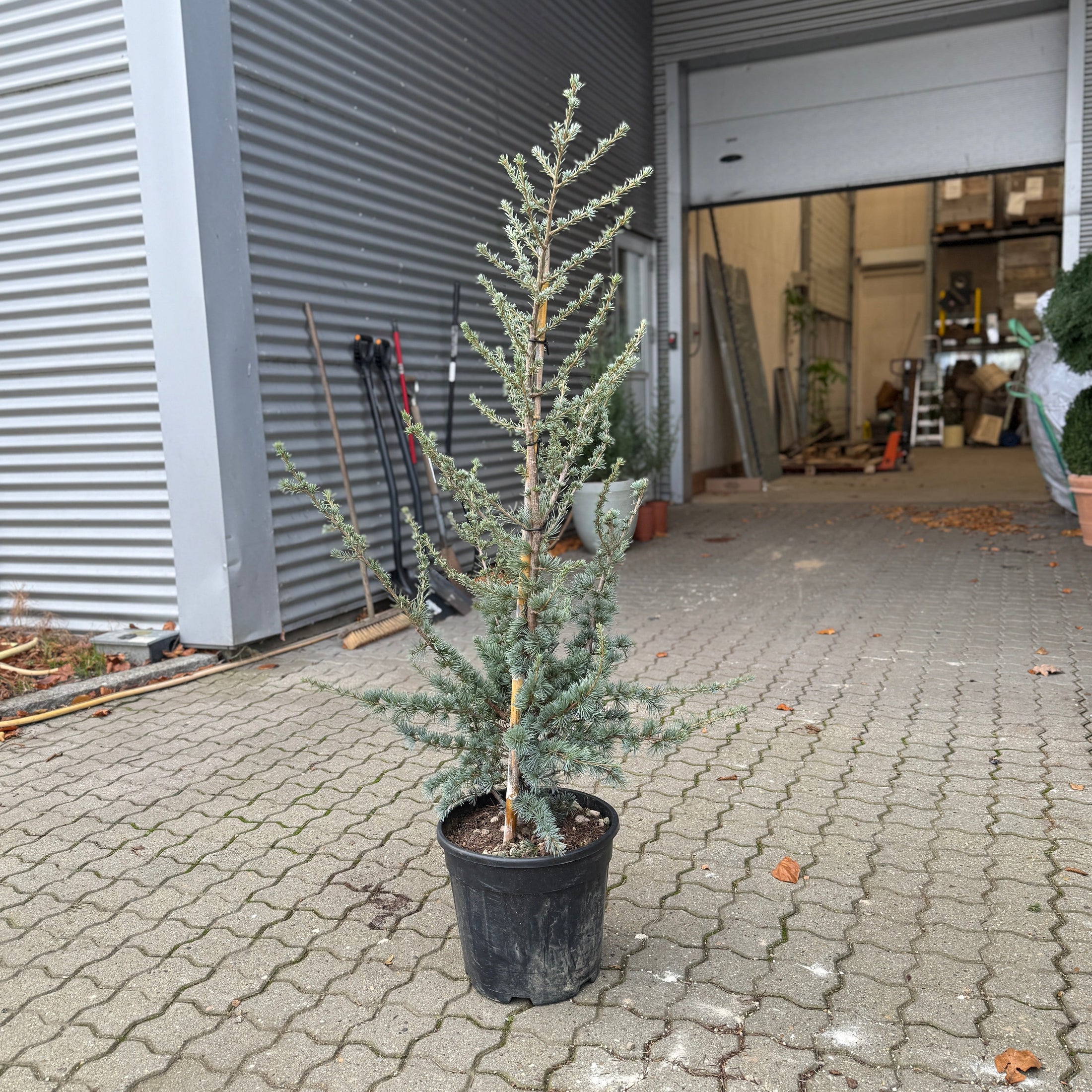 Blå ceder (Cedrus) – 150 cm i potte