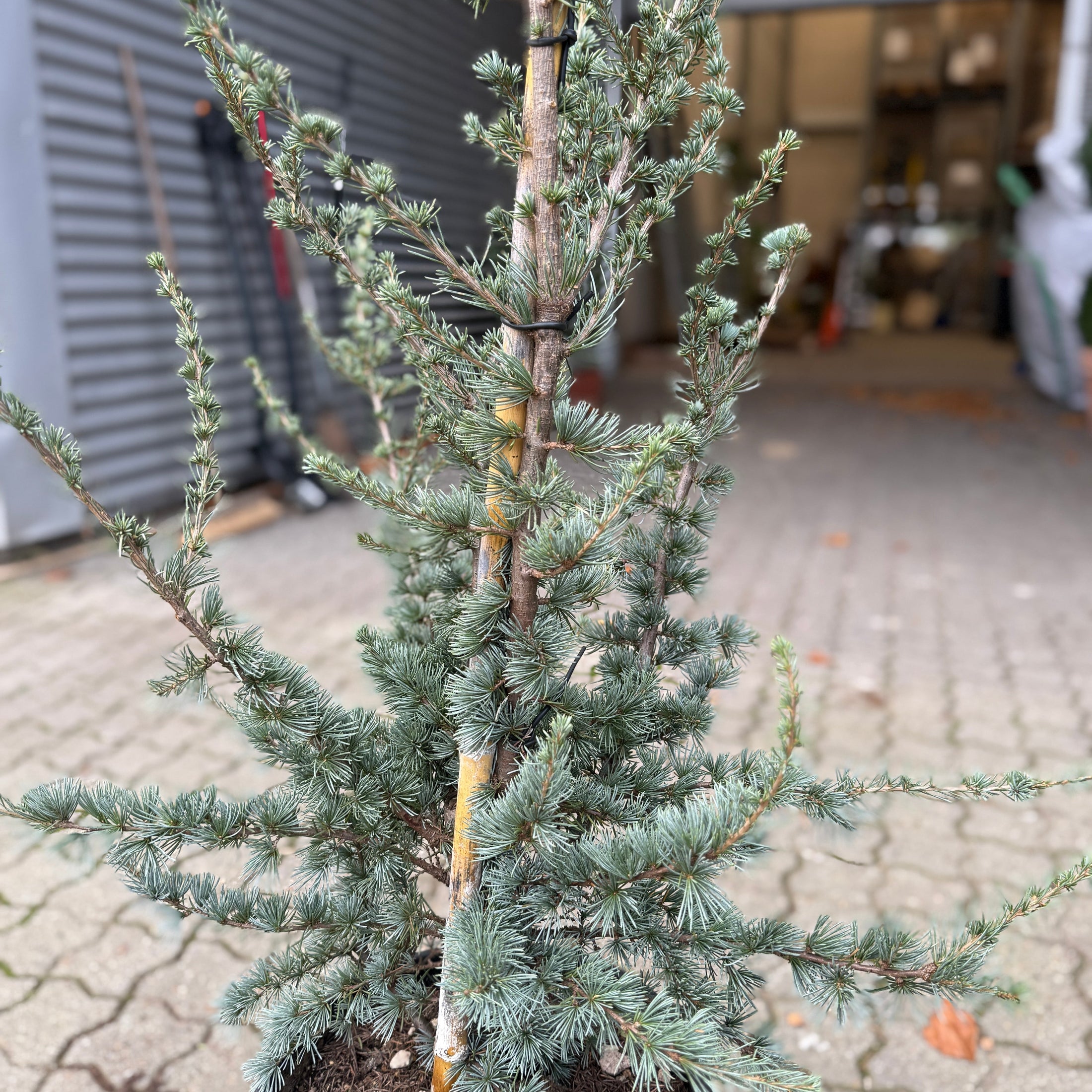 Blå ceder (Cedrus) – 150 cm i potte