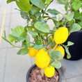 Indlæs billede i gallerivisning, Second Hand Citrontræ – Citrus limon med Citroner i Sort Krukke fra Århus
