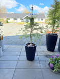 Indlæs billede i gallerivisning, Second Hand Japansk Løn – Acer palmatum ‘Emerald Lace’ 150 cm i Krukke
