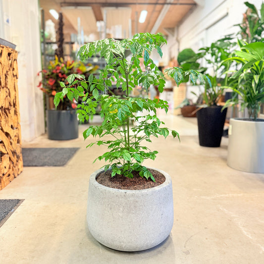 Stueask (Radermachera sinica) i lys cementkrukke – 90 cm høj