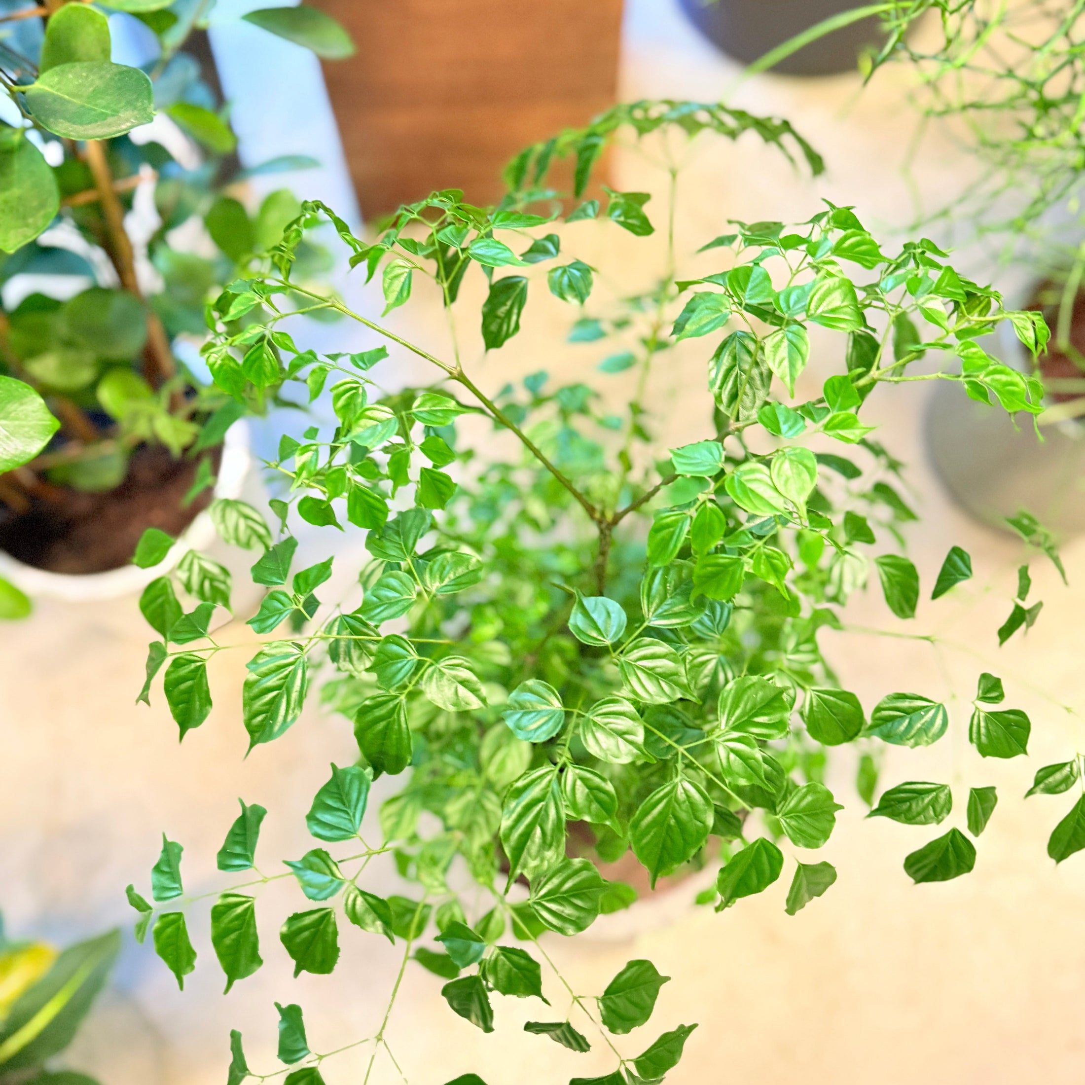 Stueask (Radermachera sinica) i lys cementkrukke – 90 cm høj