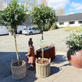 Indlæs billede i gallerivisning, Second Hand Laurbærkirsebær – Prunus lusitanica Opstammet i Kurv fra Århus
