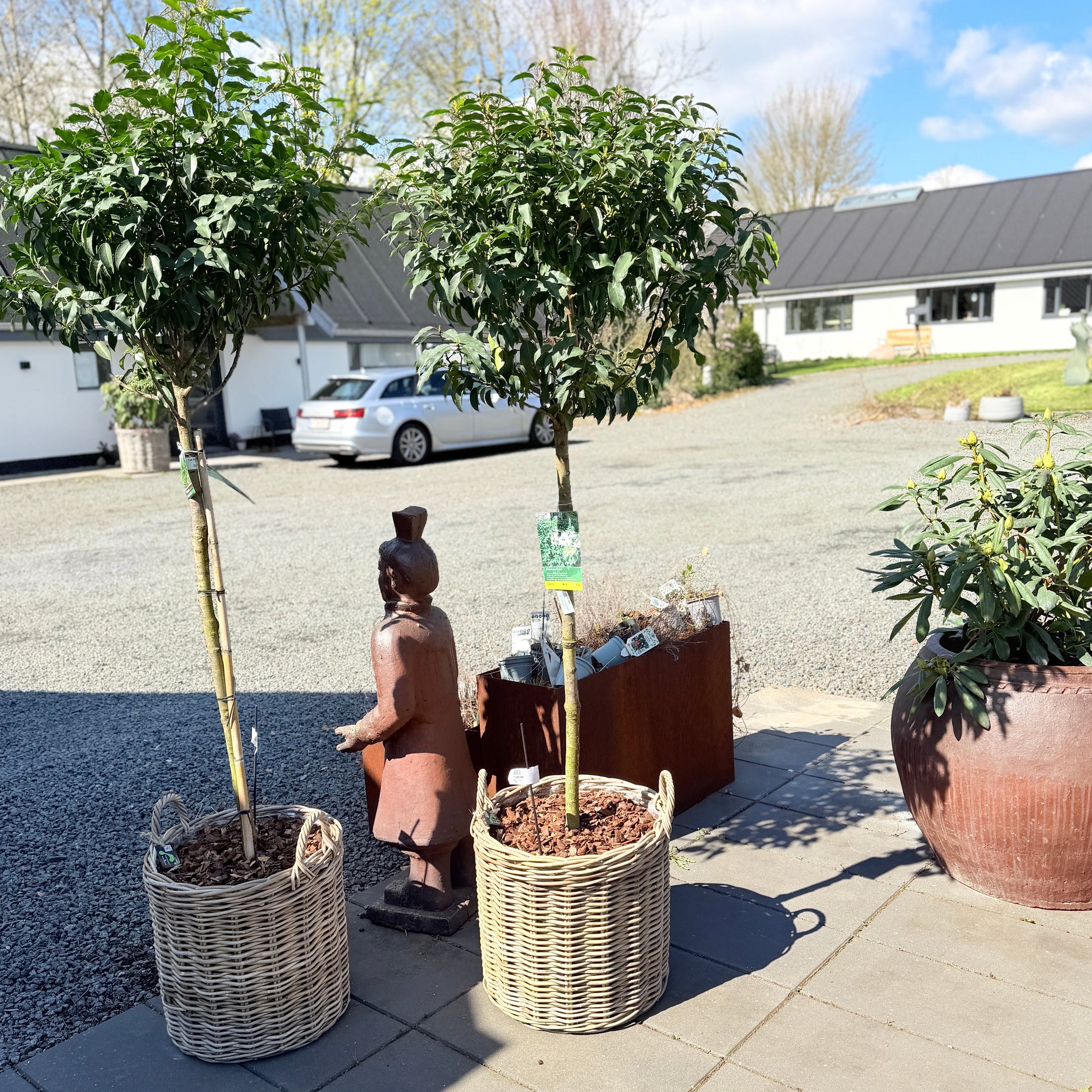 Second Hand Laurbærkirsebær – Prunus lusitanica Opstammet i Kurv fra Århus