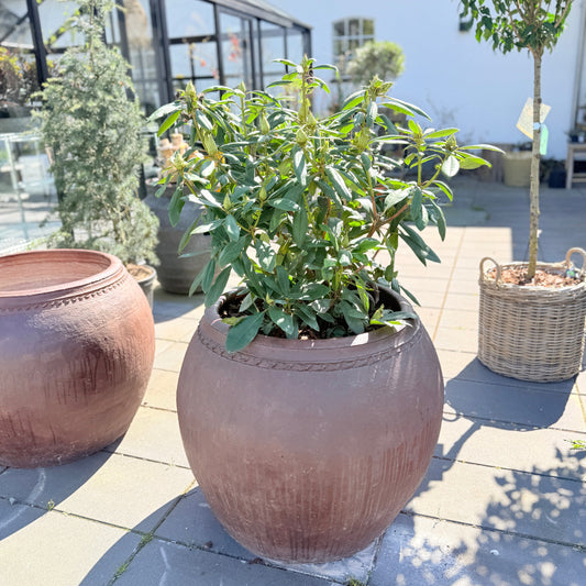 Second Hand Rhododendron – 120 cm med Knopper Klar til Blomstring i Stor Krukke fra Århus