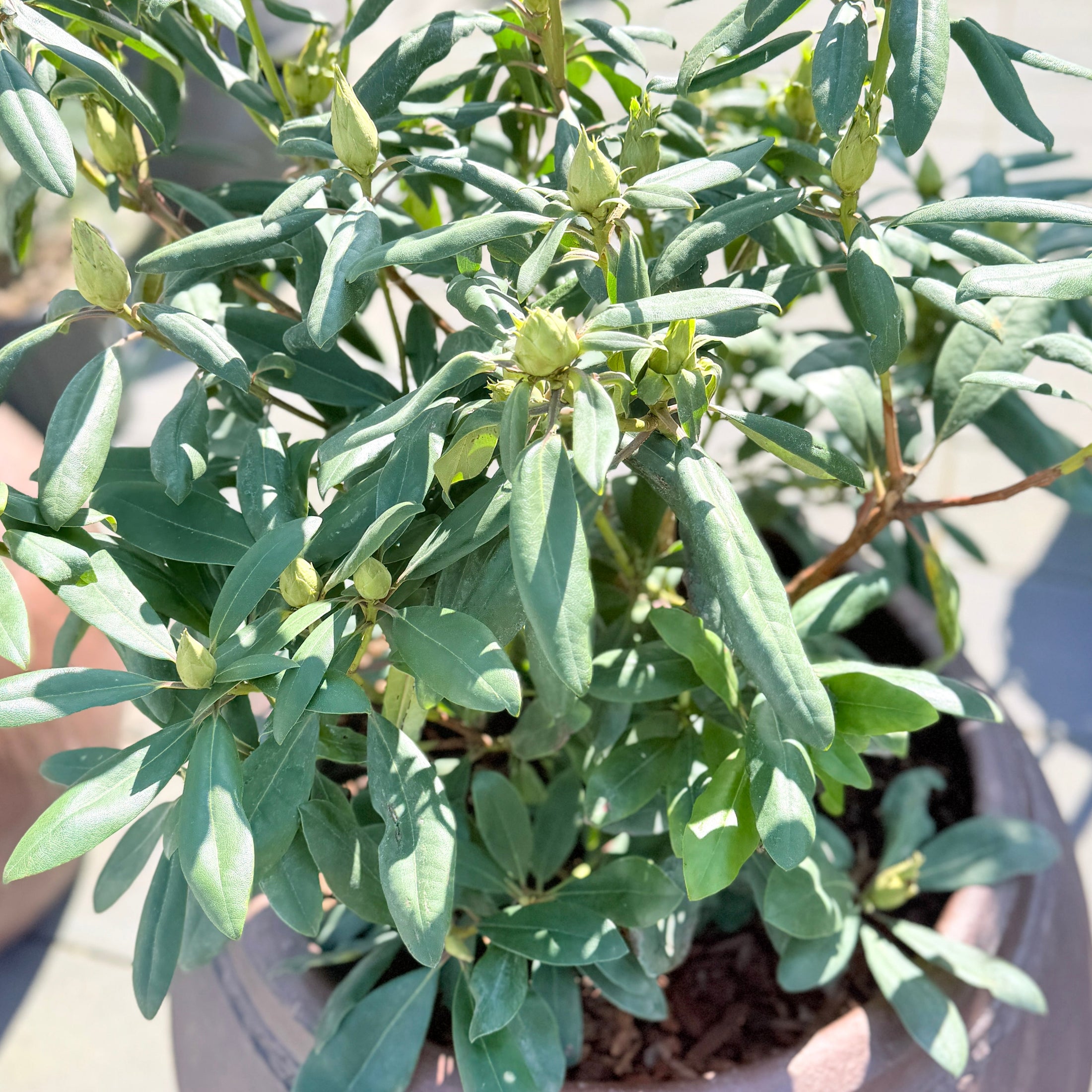 Second Hand Rhododendron – 120 cm med Knopper Klar til Blomstring i Stor Krukke fra Århus