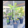 Indlæs billede i gallerivisning, Second Hand Mimosa – Acacia dealbata Sølv-Akazie 210 cm med Duftende Gule Blomster fra Århus
