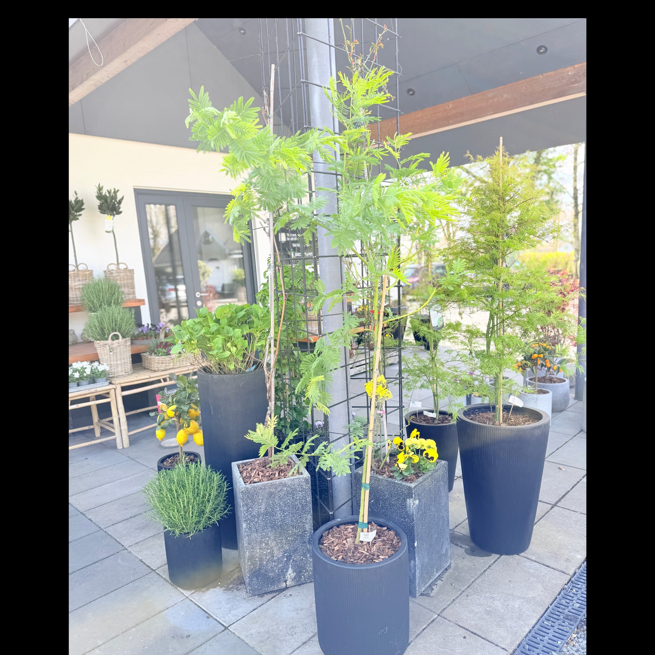 Second Hand Mimosa – Acacia dealbata Sølv-Akazie 210 cm med Duftende Gule Blomster fra Århus