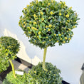 Indlæs billede i gallerivisning, Second Hand Buksbom på Stamme – Buxus sempervirens i Firkantet Krukke fra Århus
