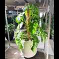 Indlæs billede i gallerivisning, Second Hand Monstera – Monstera deliciosa 145 cm i Stor Cementkrukke
