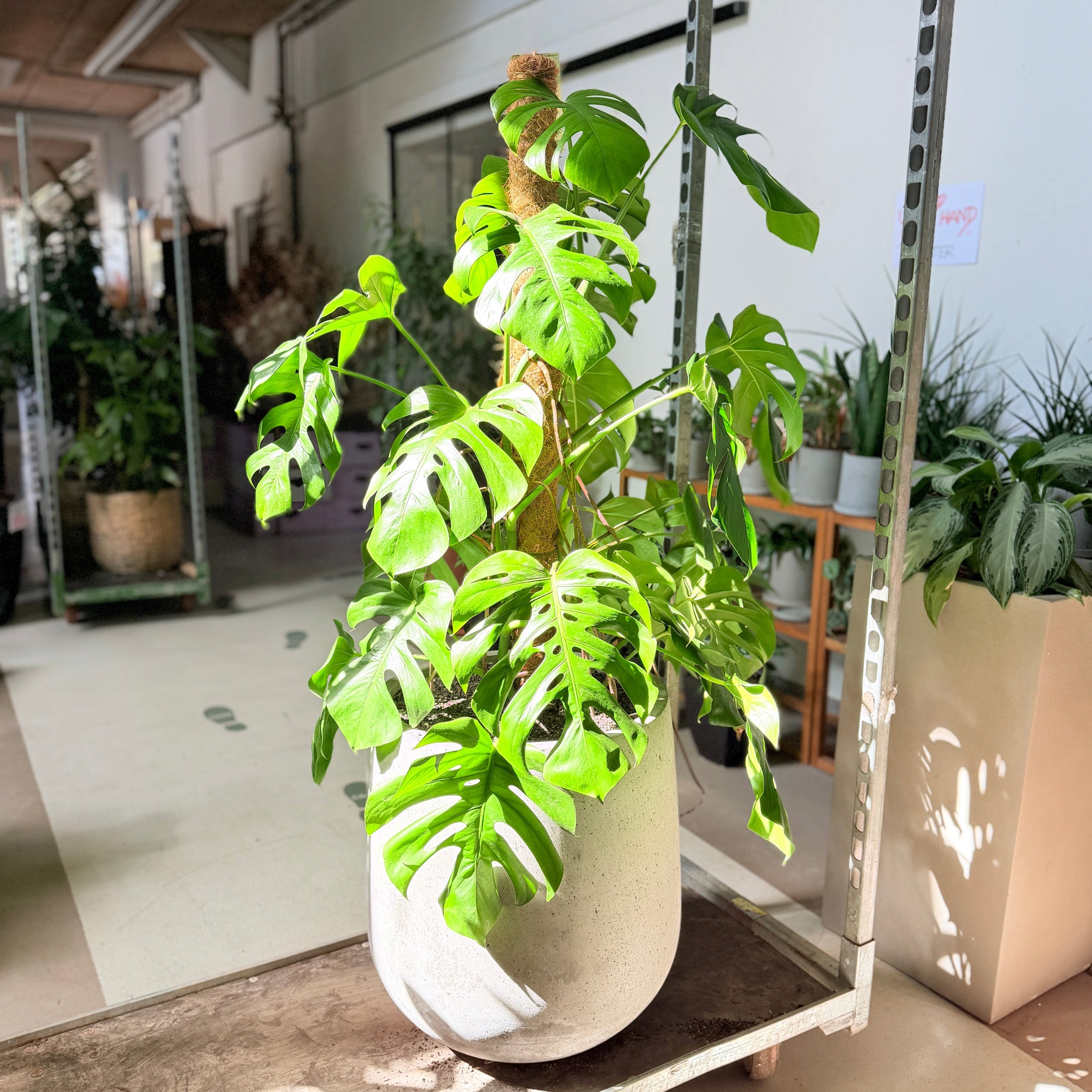 Second Hand Monstera – Monstera deliciosa 145 cm i Stor Cementkrukke
