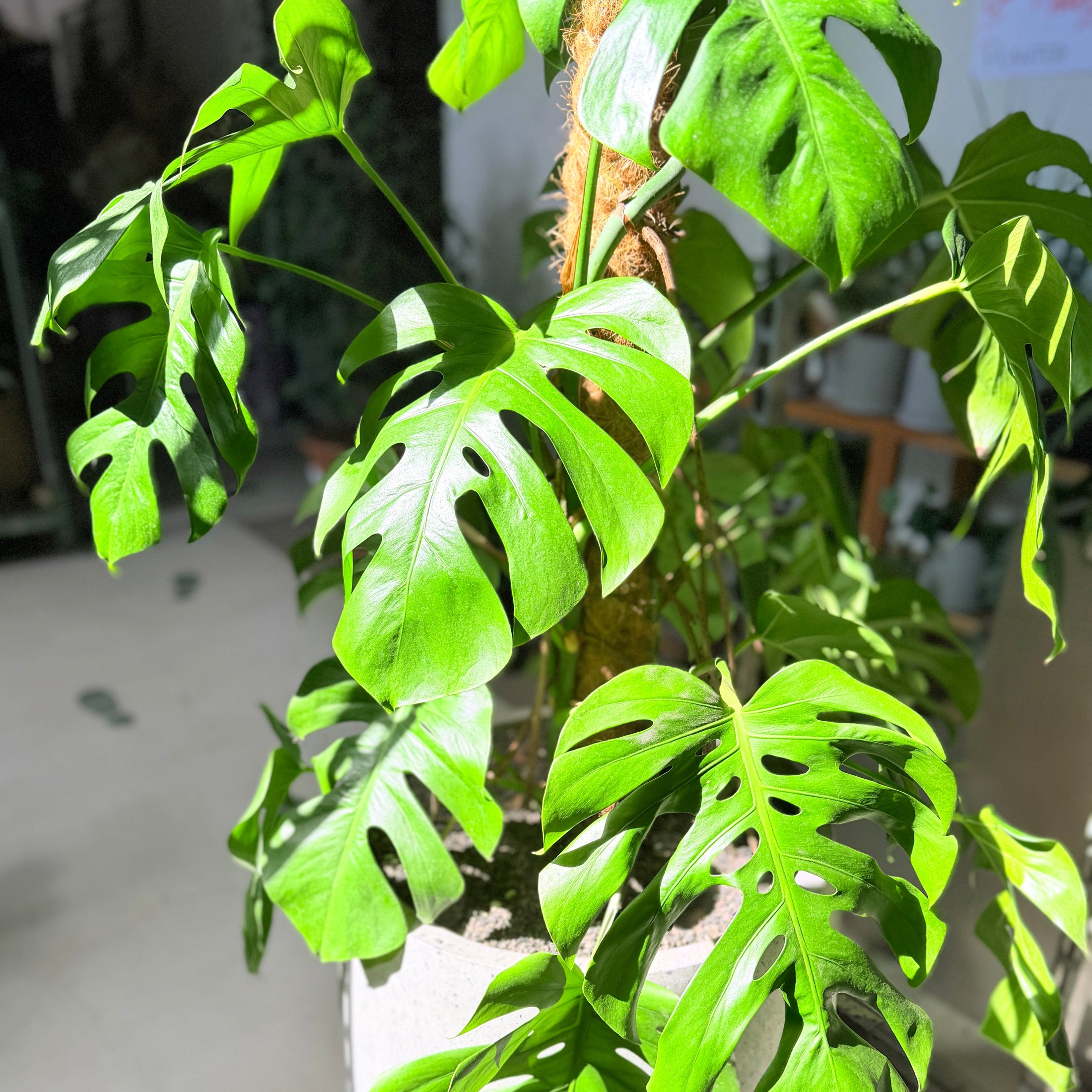 Second Hand Monstera – Monstera deliciosa 145 cm i Stor Cementkrukke