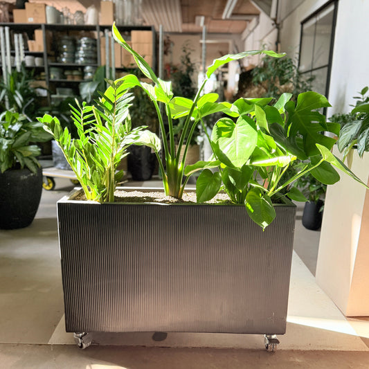 Second Hand Plantekasse på Hjul – Monstera, Strelitzia & Zamioculcas – Komplet og Klar fra Århus
