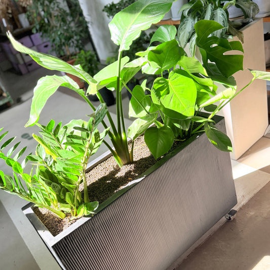 Second Hand Plantekasse på Hjul – Monstera, Strelitzia & Zamioculcas – Komplet og Klar fra Århus