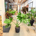 Indlæs billede i gallerivisning, Filodendron Selloum (Philodendron bipinnatifidum) i sort krukke – 110 cm høj
