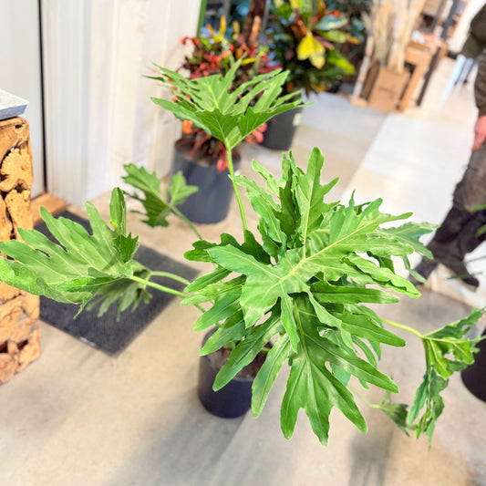 Filodendron Selloum (Philodendron bipinnatifidum) i sort krukke – 110 cm høj