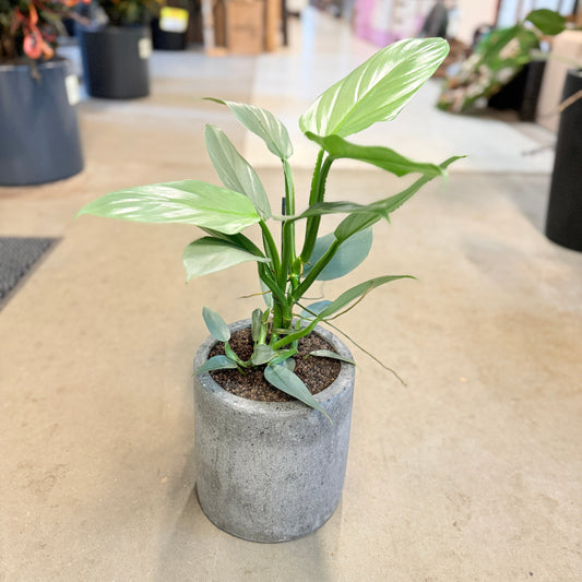Sølv-Philodendron (Philodendron hastatum) i cementkrukke – 60 cm høj