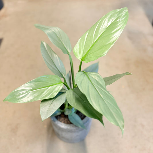 Sølv-Philodendron (Philodendron hastatum) i cementkrukke – 60 cm høj