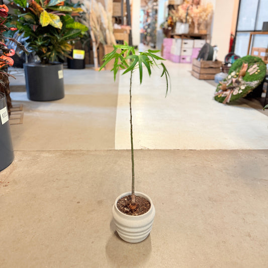 Kærlighedstræ (Radermachera sp.) i hvid keramikpotte – 70 cm høj