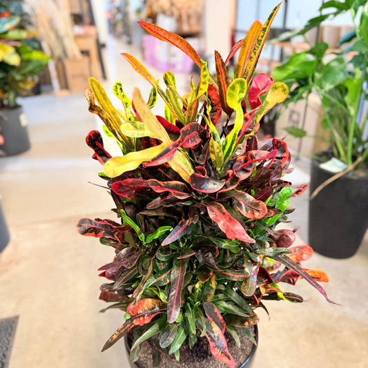 Croton (Codiaeum variegatum) i sort krukke – 110 cm høj