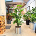 Indlæs billede i gallerivisning, Fiskehale-palme (Caryota mitis) i sølvmetal-krukke – 150 cm høj
