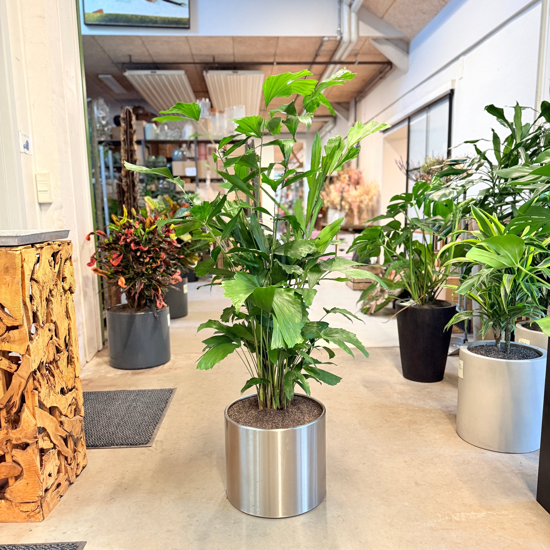 Fiskehale-palme (Caryota mitis) i sølvmetal-krukke – 150 cm høj