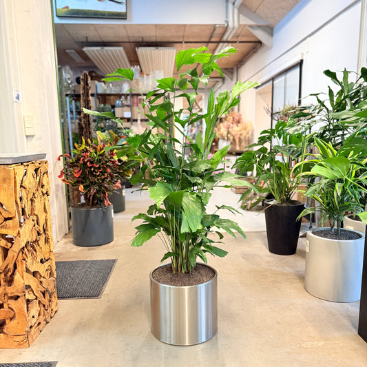 Fiskehale-palme (Caryota mitis) i sølvmetal-krukke – 150 cm høj