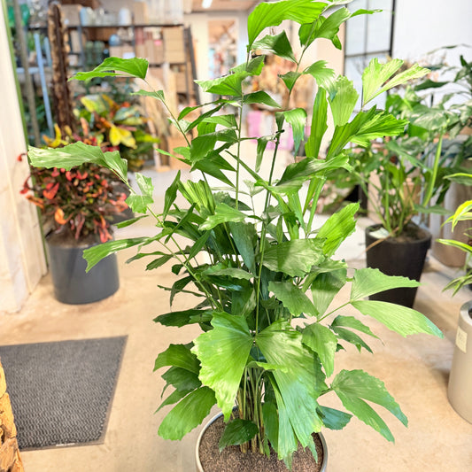 Fiskehale-palme (Caryota mitis) i sølvmetal-krukke – 150 cm høj