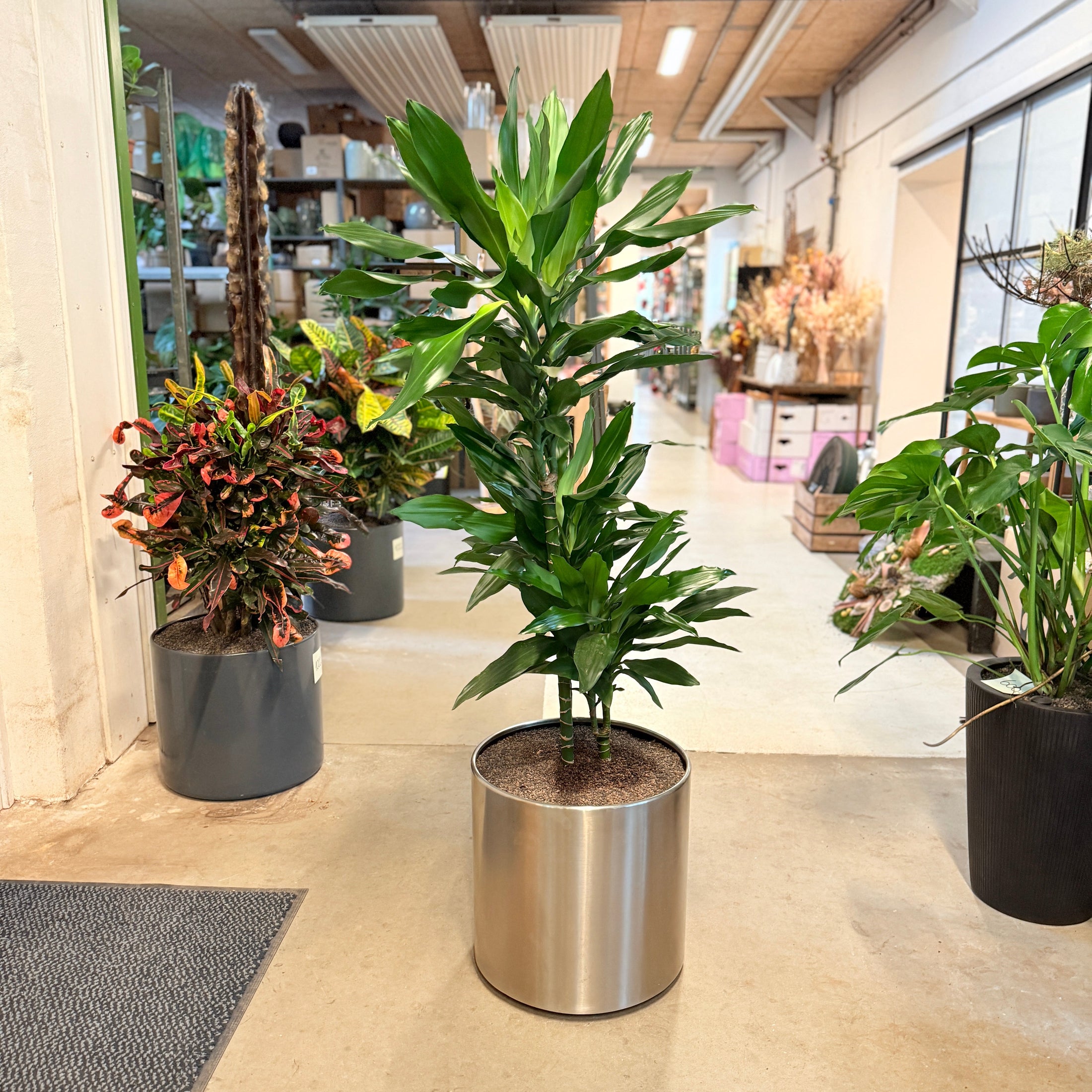 Dracaena ‘Compacta’ (Dracæna Compacta) i sølvmetal-krukke – 150 cm høj
