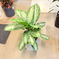 Indlæs billede i gallerivisning, Aglaonema ‘Silver Queen’ (Sølv-Aglaonema) i lys cementkrukke – 95 cm høj
