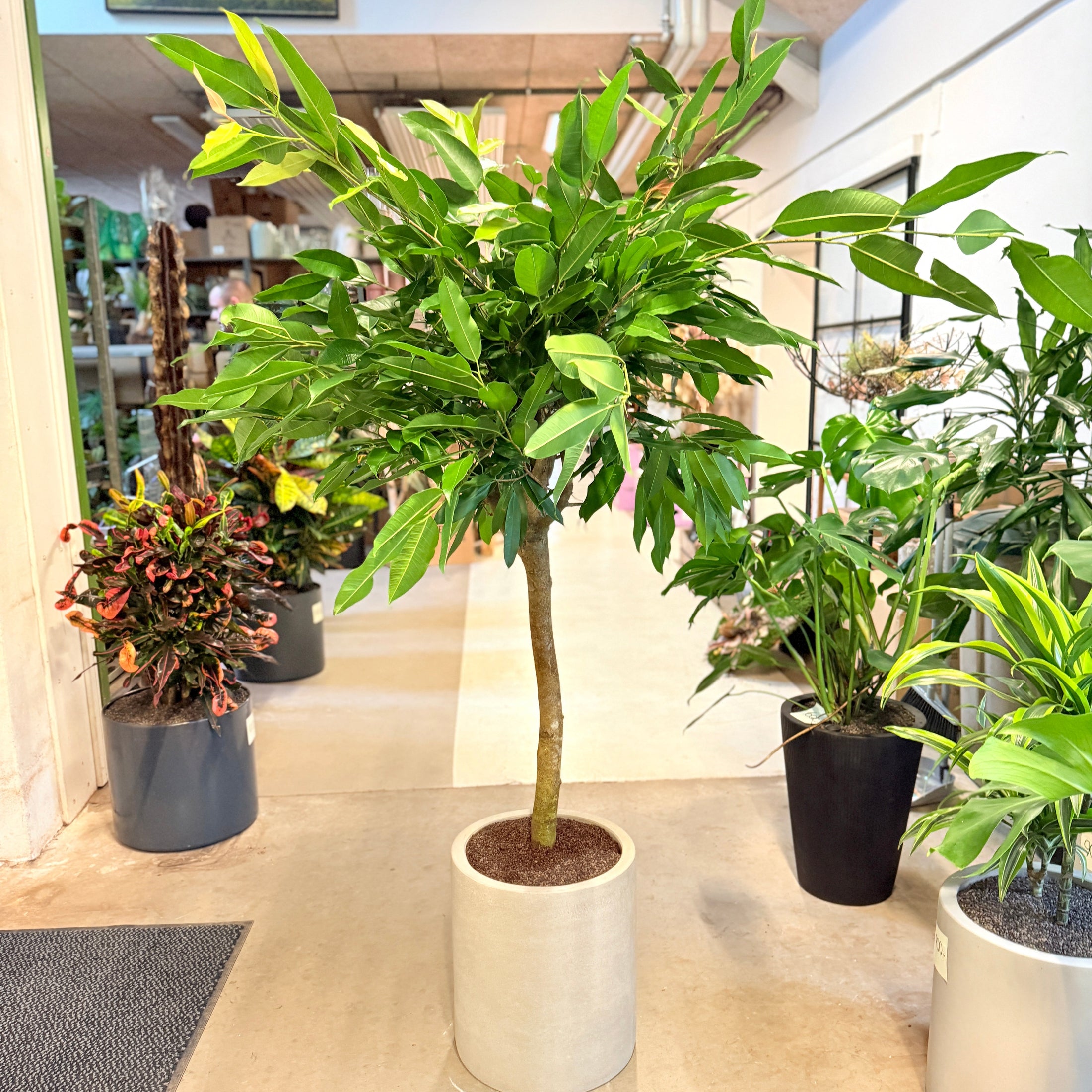 Ficus benjamina (Benjaminfigen) opstammet i lys cementkrukke – 180 cm høj