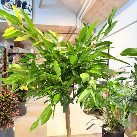 Ficus benjamina (Benjaminfigen) opstammet i lys cementkrukke – 180 cm høj
